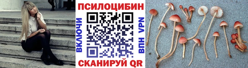 Купить Бавлы Галлюциногенные грибы Cubensis